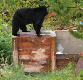 bear on composter